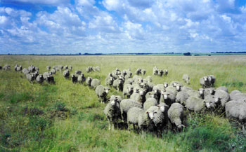 generic flock of sheep