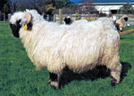 Remarkable Antipodes - Valais Blacknose