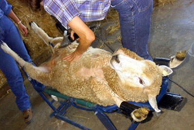 Shearing